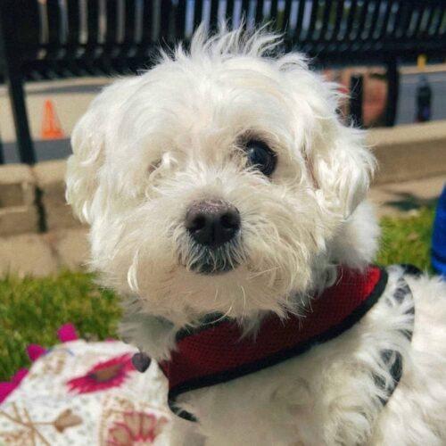 Kona the Maltipoo